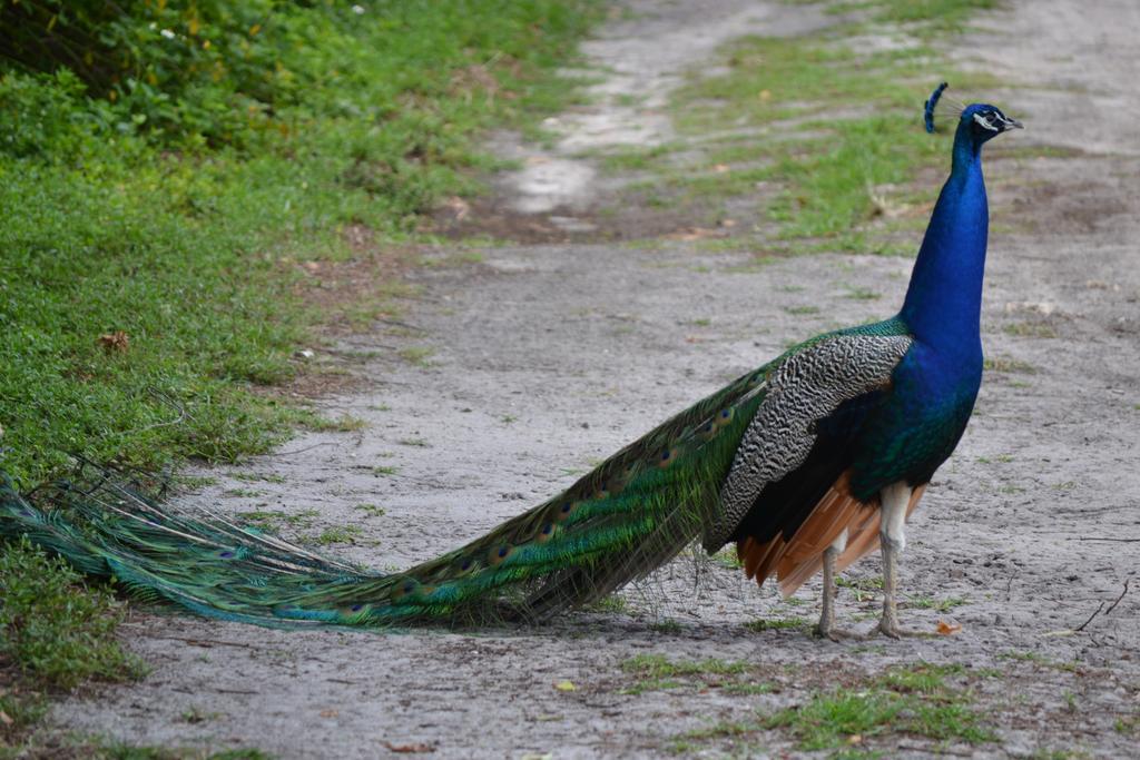 Sigiriya Peacock Homestay Luaran gambar