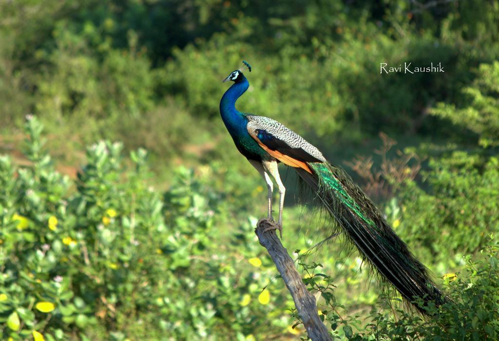 Sigiriya Peacock Homestay Luaran gambar