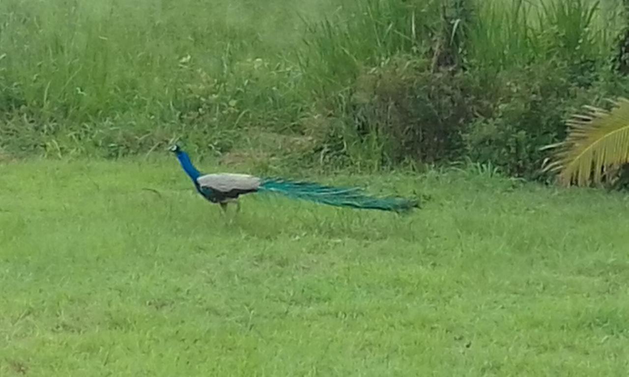 Sigiriya Peacock Homestay Luaran gambar